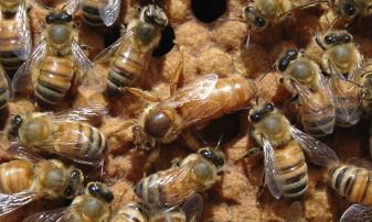 fleißiges Bienenvolk mit Königin fleißiges Bienenvolk mit Königin